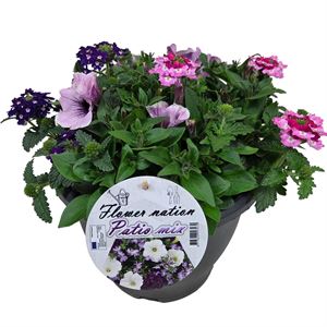 Bild von TP26 Mix 12